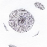 SAHFOS and the Importance of Plankton
