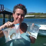 Seahorses ready for release