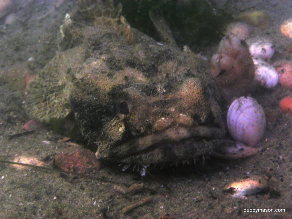 Grumpy fish on seahorse dive