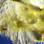 Crab Larvae